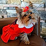 dog, small_dog, red_dress, hair_accessory, leather_chair, stone_wall, pet, cute, fur, portrait, indoors, animal, sitting, brown, fluffy, decor, collar, looking_up, accessory, furniture