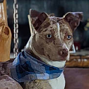 Ari joined the competition — help win amazing prizes! animal, bandana, brown_fur, chain, closeup, couch, cozy, dog, ears, eyes, fur, furniture, indoor, nose, pet, plaid, portrait, scarf, sitting, white_chest