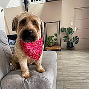 Pablo a rejoint le concours — aidez-le/la à gagner de superbes lots ! animal, bandana, canine, couch, cozy, decor, dog, door, floor, fur, furniture, gray, home, indoors, living_room, pet, plant, red, sitting, wood