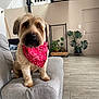 animal, bandana, canine, couch, cozy, decor, dog, door, floor, fur, furniture, gray, home, indoors, living_room, pet, plant, red, sitting, wood