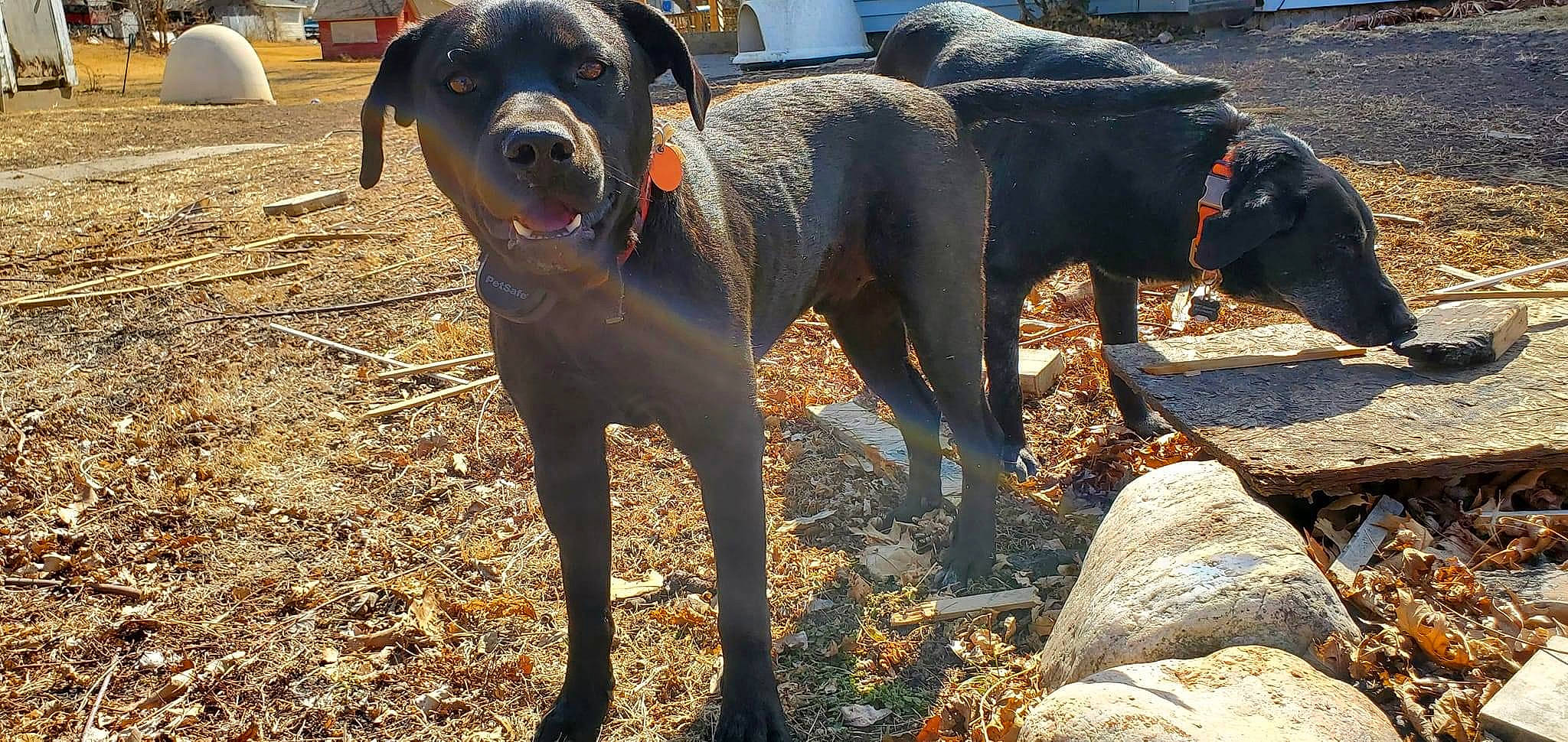 Duke is registered to the contest to win money with this photo: ball, canidae, carnivore, collar, companion_dog, dog, dog_breed, fawn, guard_dog, gun_dog, hunting_dog, molosser, montenegrin_mountain_hound, plant, soil, sporting_group, tail, terrestrial_animal, working_animal, working_dog