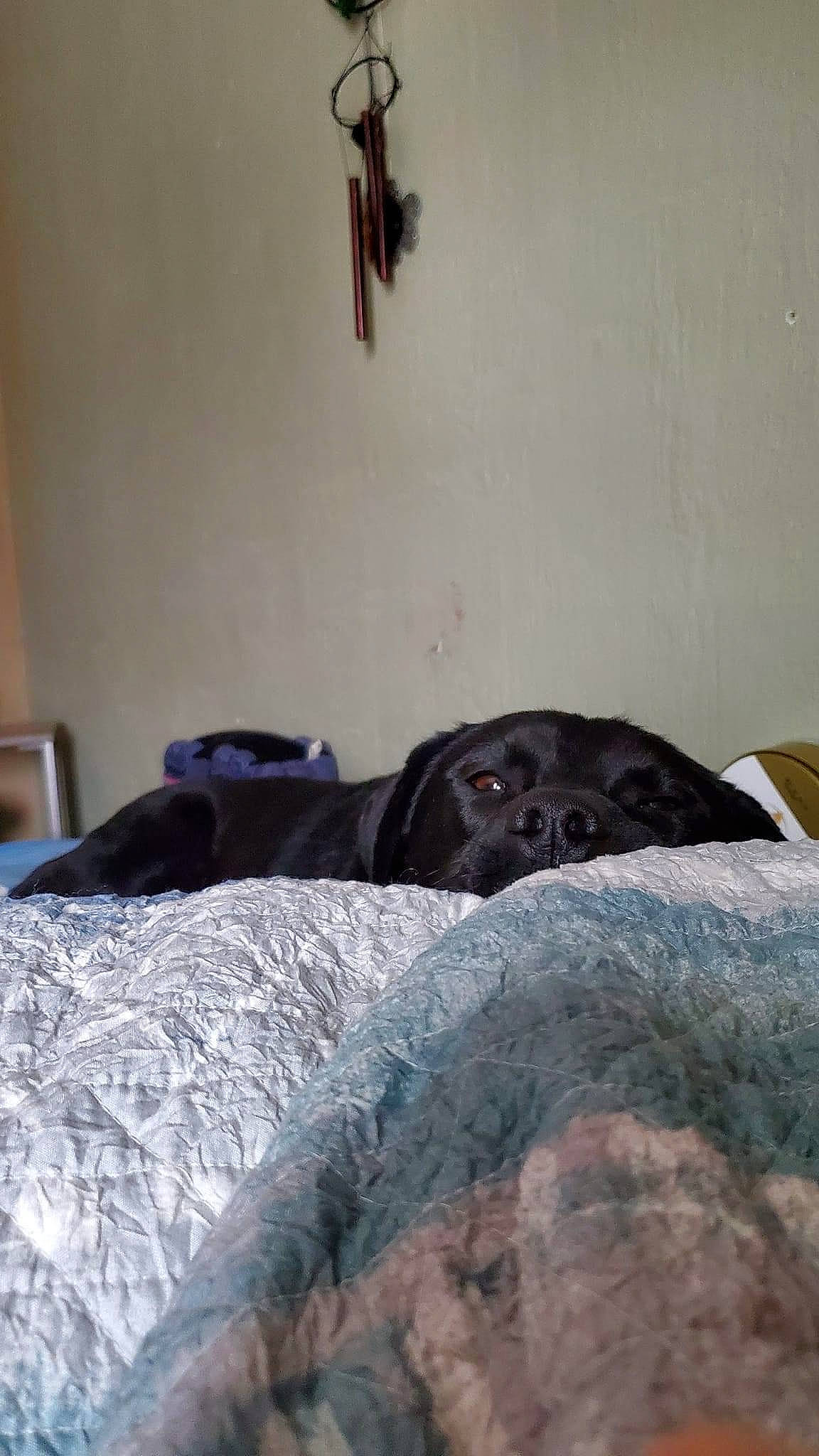 Duke is registered to the contest to win money with this photo: bed, bed_frame, bed_sheet, bedding, bedroom, carnivore, comfort, companion_dog, dog, dog_breed, duvet, flooring, fur, grey, hardwood, linens, room, sporting_group, wood, working_animal