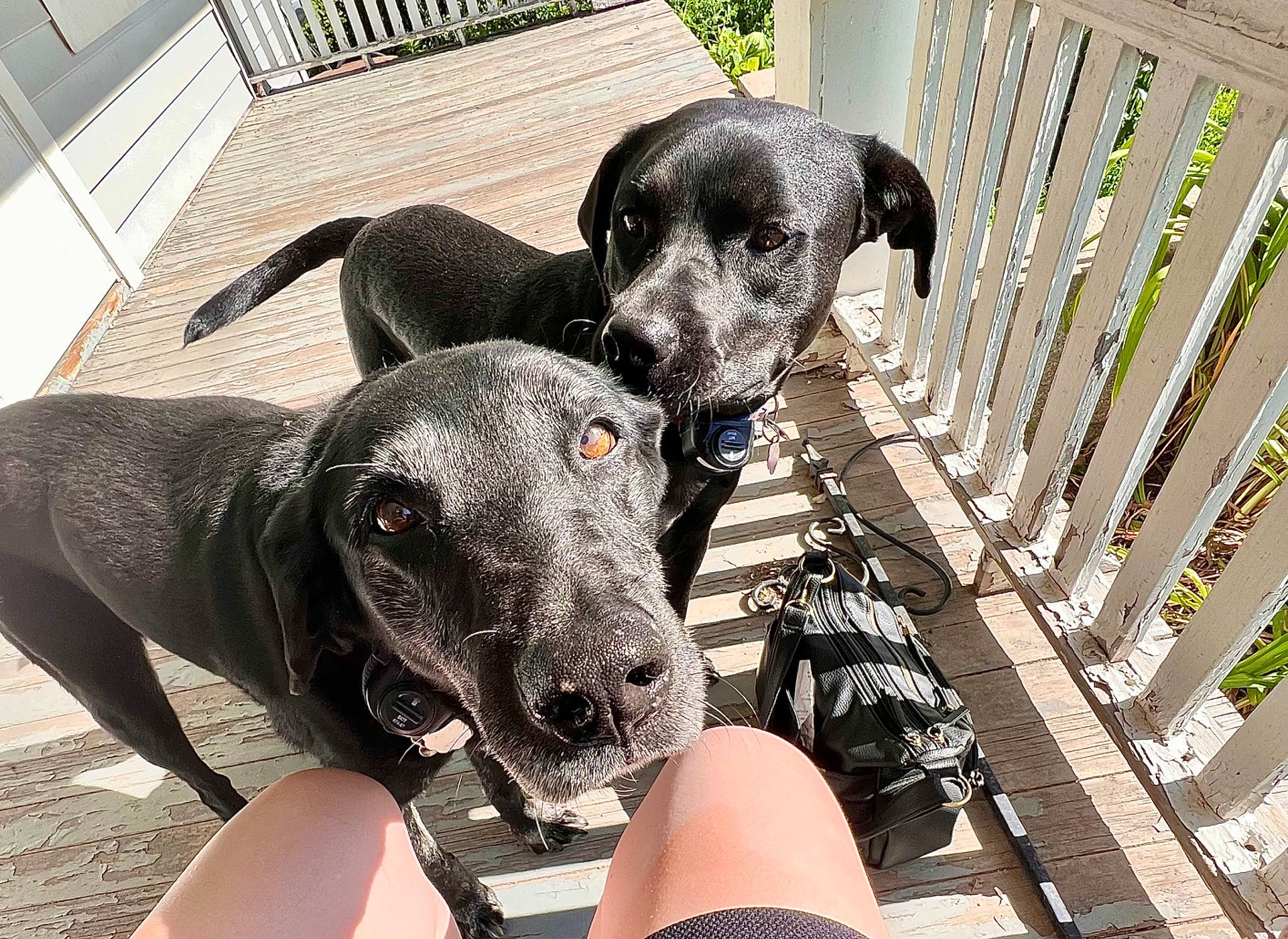 Shadey joined the competition — help win amazing prizes! borador, canidae, carnivore, collar, comfort, companion_dog, dog, dog_breed, dog_collar, dog_supply, fawn, fence, fur, guard_dog, gun_dog, pet_supply, plant, snout, sporting_group, working_animal