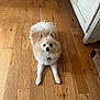 Finn joined the competition — help win amazing prizes! dog, pomeranian, pet, indoor, wooden_floor, flooring, furniture, cabinet, toy, plush_toy, small_dog, fluffy, animal, looking, lying_down, brown, white, cute, domestic, companion