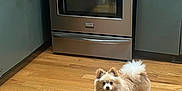 Finn joined the competition — help win amazing prizes! dog, pomeranian, kitchen, wooden_floor, stove, pots, cabinet, green_cabinet, small_dog, pet, floor, indoor, curious, fluffy, animal, appliance, home, domestic, standing, furniture