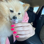 Finn is registered to the contest to win money with this photo: dog, fluffy, pet, cup, hand, pink_nails, car_interior, seatbelt, person, window, daylight, leather_seat, closeup, licking, snack, cute, furry, animal, companion, travel