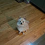 Finn is registered to the contest to win money with this photo: dog, small_dog, fluffy, pet, wooden_floor, indoor, flooring, curious, cute, animal, companion, waiting, looking_up, kitchen, home, domestic, fur, ears, paws, adorable