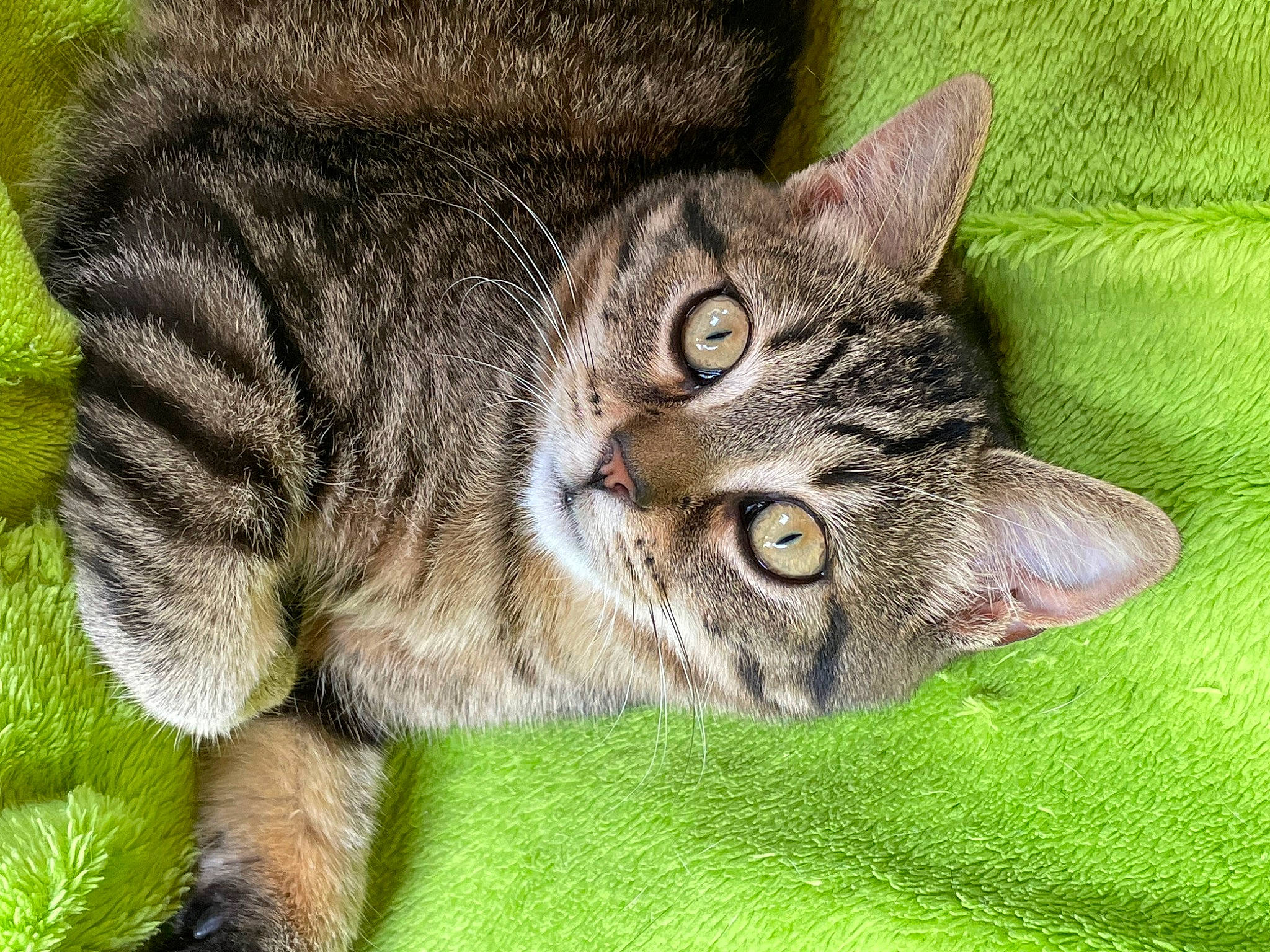 Twist participe au concours pour gagner de l'argent avec cette photo : carnivore, cat, domestic_short_haired_cat, felidae, fur, grass, paw, small_to_medium_sized_cats, snout, terrestrial_animal, whiskers, wildlife