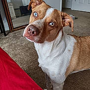Milo is registered to the contest to win money with this photo: animal, blue_eyes, brown_and_white, canine, carpet, close_up, curious, dog, domestic, door, ears, floor, furniture, head_tilt, house, indoor, looking, mirror, pet, portrait
