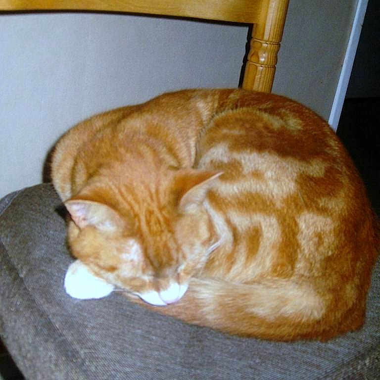 Léon participe au concours pour gagner de l'argent avec cette photo :