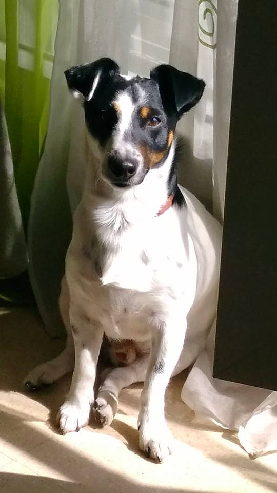 Roméo participe au concours pour gagner de l'argent avec cette photo : brazilian_terrier, canidae, carnivore, chilean_fox_terrier, companion_dog, danish_swedish_farmdog, dog, dog_breed, feist, jack_russell_terrier, japanese_terrier, mammal, miniature_fox_terrier, rare_breed_dog, rat_terrier, ratonero_bodeguero_andaluz, sporting_group, teddy_roosevelt_terrier, tenterfield_terrier, vertebrate