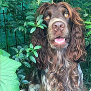 Milo participe au concours pour gagner de l'argent avec cette photo : adorable, amber_eyes, animal, brown_fur, canine, close_up, curly_fur, cute, dog, foliage, garden, greenery, leaf, long_hair, nature, outdoor, pet, plant, portrait, white_fur