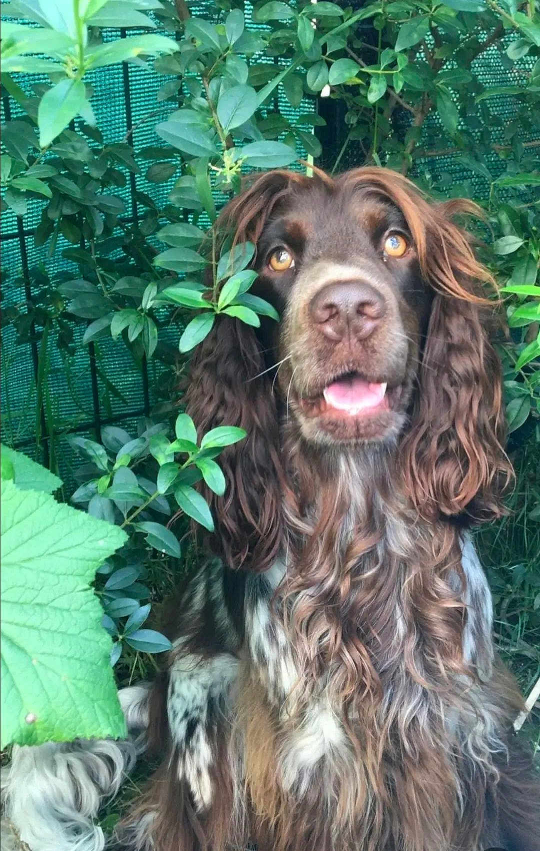 Milo