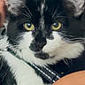 Moony joined the competition — help win amazing prizes! cat, black_and_white, yellow_eyes, close_up, pet, collar, fur, whiskers, animal, domestic_cat, face, portrait, indoor, curious, soft_focus, human_arm, feline, cute, companionship, background_blur