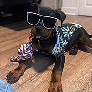 Belle is registered to the contest to win money with this photo: dog, rottweiler, puppy, sunglasses, toy, rope_toy, tropical_shirt, indoor, floor, wooden_floor, pet, animal, cute, playful, lying_down, tongue_out, black_and_brown, young_dog, clothing, accessory
