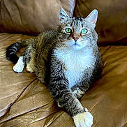 Tabitha is registered to the contest to win money with this photo: animal, cat, comfortable, cute, domestic_cat, feline, fur, green_eyes, household, indoor, leather_couch, mammal, paws, pet, portrait, relaxed, resting, seated, tabby_cat, whiskers