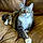 Tabitha