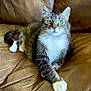 animal, cat, comfortable, cute, domestic_cat, feline, fur, green_eyes, household, indoor, leather_couch, mammal, paws, pet, portrait, relaxed, resting, seated, tabby_cat, whiskers