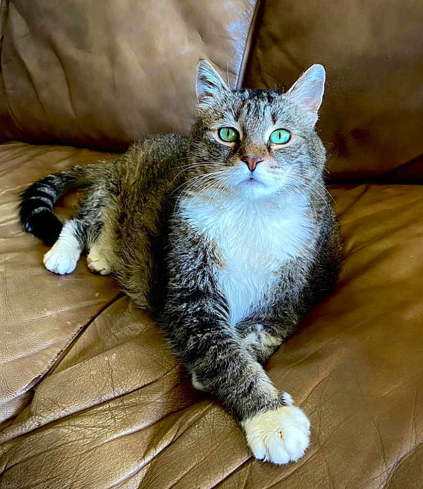 Tabitha