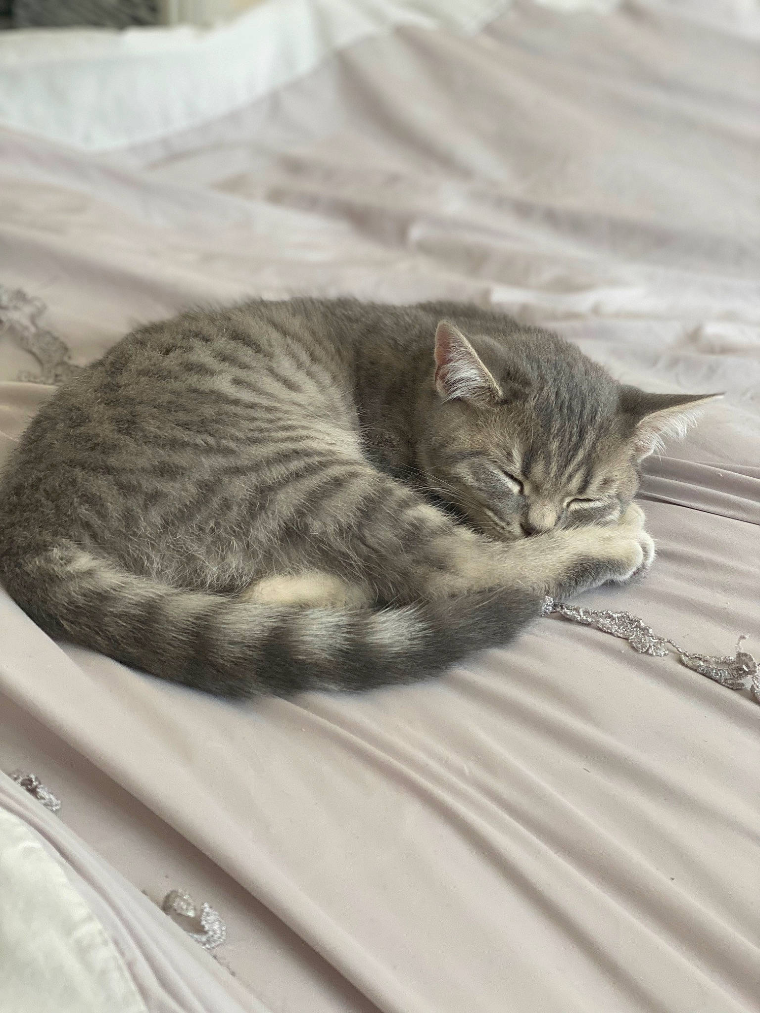 Milo is registered to the contest to win money with this photo: carnivore, cat, cat_bed, claw, close_up, comfort, domestic_short_haired_cat, felidae, fur, grey, linens, nap, paw, sand, sleep, small_to_medium_sized_cats, snout, tail, terrestrial_animal, whiskers
