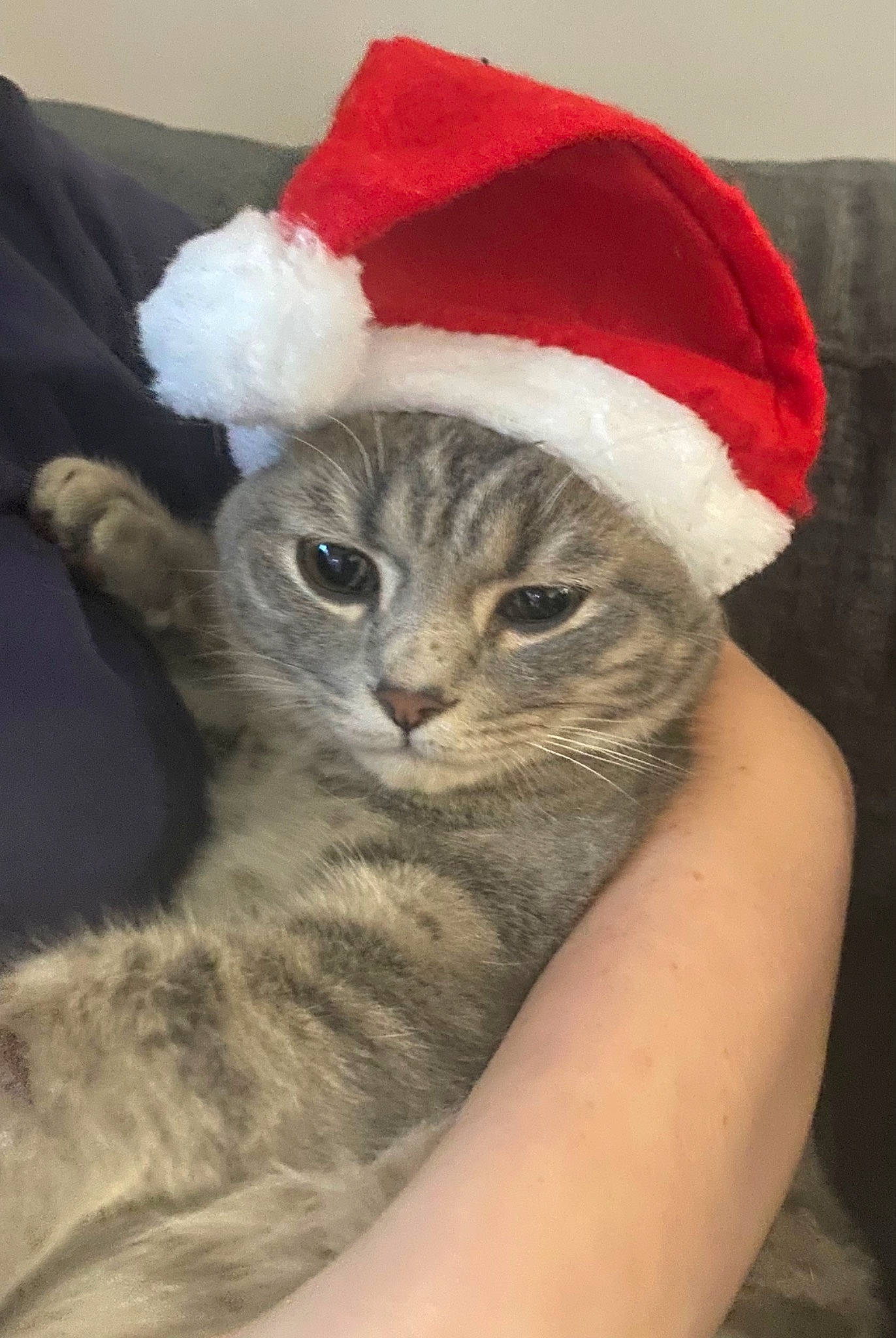 Milo is registered to the contest to win money with this photo: beard, carnivore, cat, comfort, costume_hat, domestic_short_haired_cat, event, fawn, felidae, fur, hat, headgear, lap, ornament, santa_claus, small_to_medium_sized_cats, snout, tail, whiskers, wool