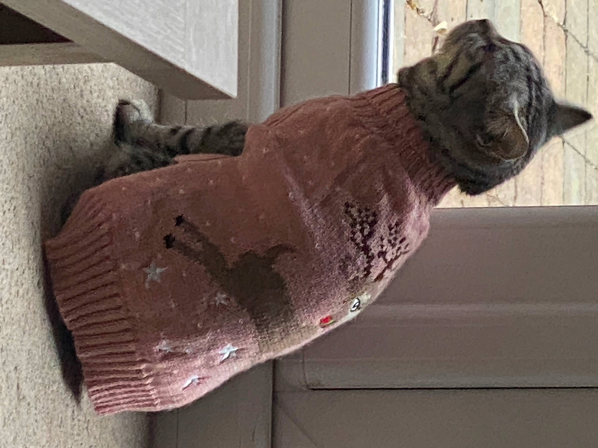 Lacie is registered to the contest to win money with this photo: art, beak, felidae, grey, metal, room, sculpture, small_to_medium_sized_cats, sporting_group, statue, tail, terrestrial_animal, visual_arts, window, wood, wool