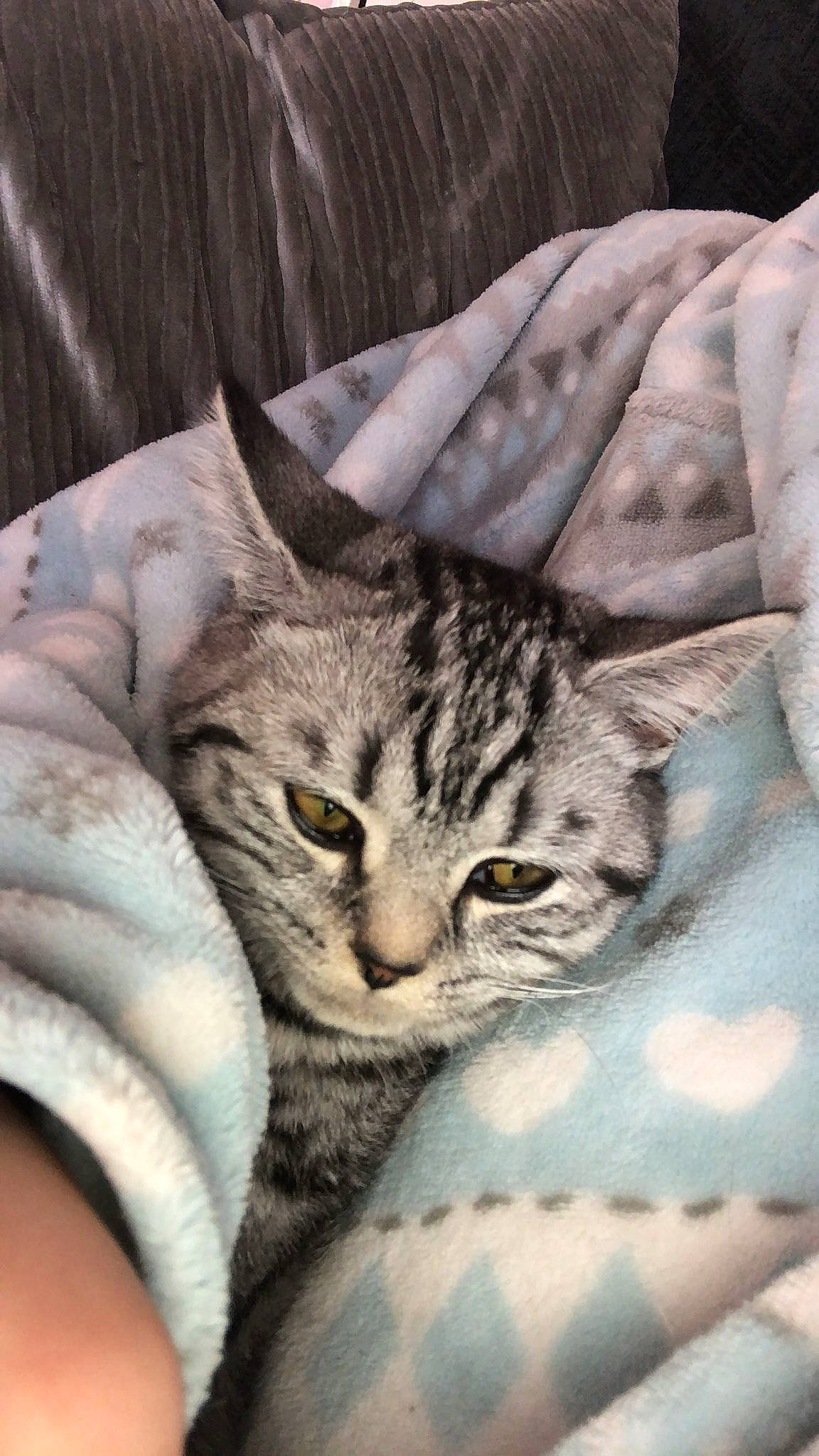 Lacie is registered to the contest to win money with this photo: carnivore, cat, claw, comfort, domestic_short_haired_cat, eye, felidae, fur, grey, nap, paw, sitting, sleep, small_to_medium_sized_cats, snout, terrestrial_animal, tree, whiskers, wildlife, window