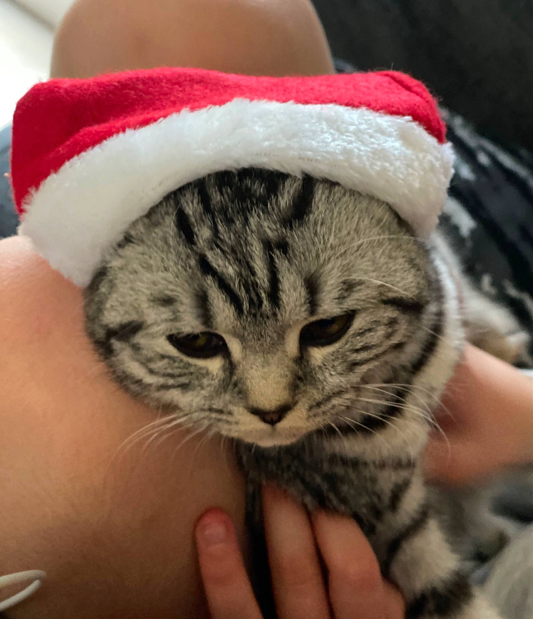 Lacie joined the competition — help win amazing prizes! carnivore, cat, christmas, comfort, domestic_short_haired_cat, event, felidae, finger, fur, fur_clothing, hand, hat, holiday, lap, nail, santa_claus, small_to_medium_sized_cats, snout, whiskers, wool