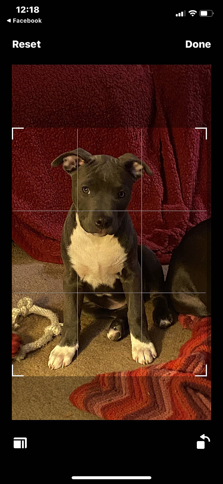 Sunshine is registered to the contest to win money with this photo: art, carnivore, collar, companion_dog, creative_arts, dog, dog_breed, dog_supply, fawn, fur, illustration, pattern, pet_supply, picture_frame, rectangle, snout, tail, terrestrial_animal, visual_arts, working_animal