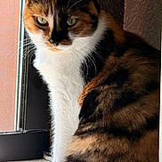 Meena is registered to the contest to win money with this photo: animal, calico, cat, closeup, domestic, ears, face, feline, fur, indoor, light, mammal, nature, pet, portrait, shadow, sitting, tail, whiskers, window