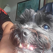 Phatty is registered to the contest to win money with this photo: dog, close_up, pet, black_fur, teeth, snout, eye, person_arm, indoor, wall, painting, furniture, curious, playful, portrait, animal, muzzle, whiskers, light, shadow