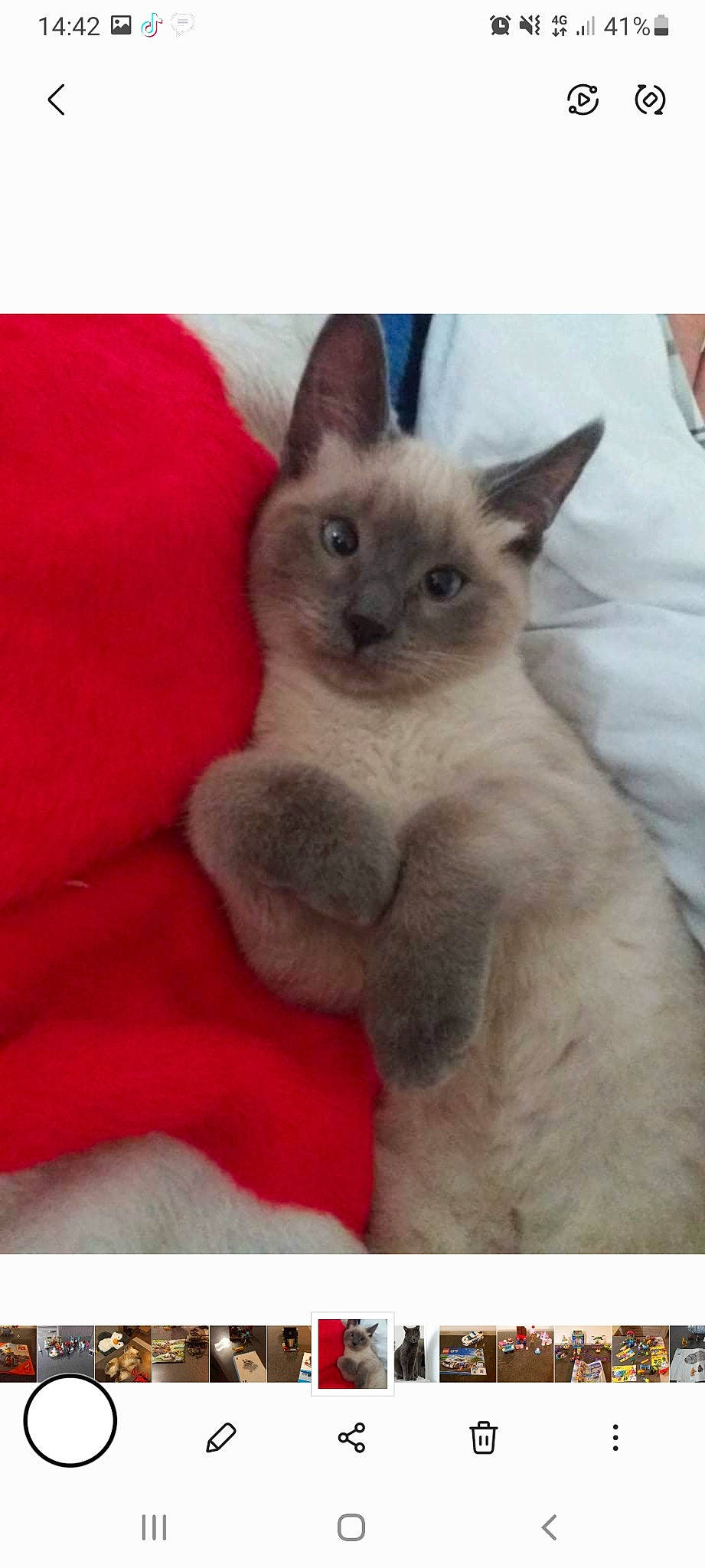 Caline a rejoint le concours — aidez-le/la à gagner de superbes lots ! balinese, birman, carnivore, cat, comfort, fawn, felidae, fur, rectangle, siamese, small_to_medium_sized_cats, snout, terrestrial_animal, whiskers