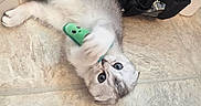Melon is registered to the contest to win money with this photo: kitten, cat, fluffy, lying_down, upside_down, green_toy, pet_toy, blue_eyes, fur, paws, indoor, floor, tile_floor, backpack, pet_carrier, playful, cute, portrait, animal, funny