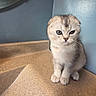 Melon is registered to the contest to win money with this photo: cat, kitten, animal, pet, fluffy, gray, white, tabby, sitting, indoors, carpet, stairs, wall, mirror, blue_background, portrait, cute, serious_expression, sunlight, home