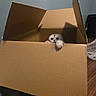 Melon joined the competition — help win amazing prizes! animal, blinds, box, cardboard_box, cat, curious, cute, eyes, face, floor, fluffy, gray_fur, home, indoor, kitten, paw, pet, white_fur, window, wood_floor