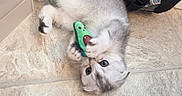 Melon is registered to the contest to win money with this photo: animal, backpack, blue_eyes, cat, claws, cute, fluffy, funny, gray_fur, green_toy, home, indoor, kitten, lying_down, paws, playing, tile_floor, toy, upside_down, white_fur