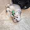 animal, backpack, blue_eyes, cat, claws, cute, fluffy, funny, gray_fur, green_toy, home, indoor, kitten, lying_down, paws, playing, tile_floor, toy, upside_down, white_fur