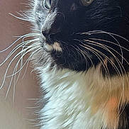 Moose-stache is registered to the contest to win money with this photo: animal, black_and_white, calm, cat, close_up, domestic_cat, eyes, face, feline, fluffy, fur, indoor, muzzle, nose, pet, portrait, side_view, soft_light, thoughtful, whiskers