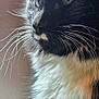 animal, black_and_white, calm, cat, close_up, domestic_cat, eyes, face, feline, fluffy, fur, indoor, muzzle, nose, pet, portrait, side_view, soft_light, thoughtful, whiskers