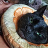 black_cat, green_eyes, plush_pillow, orange_slice, person_eye, close_up, indoor, cozy, pet, animal, fur, texture, soft, resting, cute, portrait, face, whiskers, curly_hair, intimate