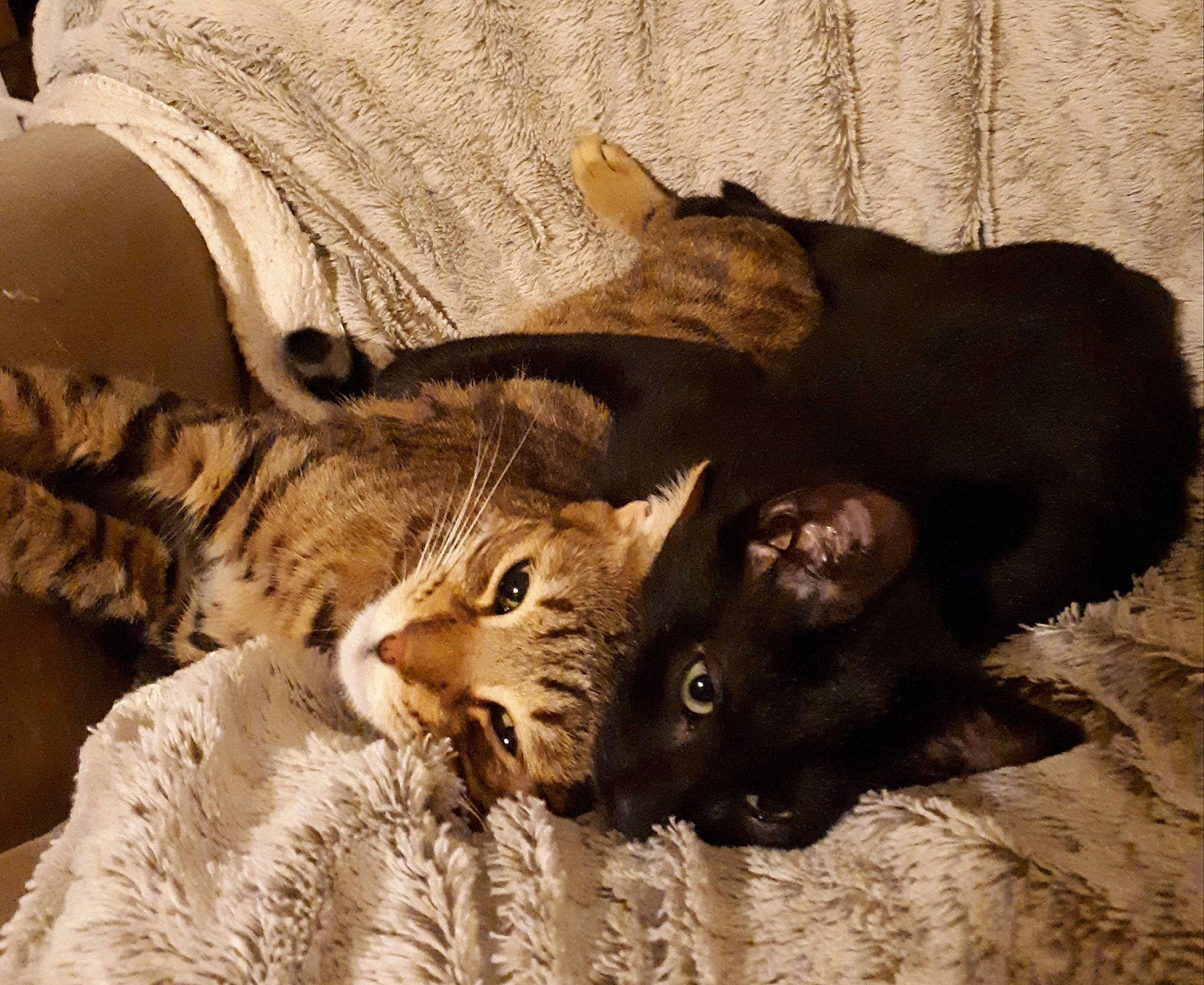 Oreo participe au concours pour gagner de l'argent avec cette photo : asian, bengal, carnivore, cat, domestic_short_haired_cat, dragon_li, egyptian_mau, european_shorthair, felidae, fur, kitten, mammal, nap, ocicat, pixie_bob, sleep, small_to_medium_sized_cats, tabby_cat, whiskers, wild_cat