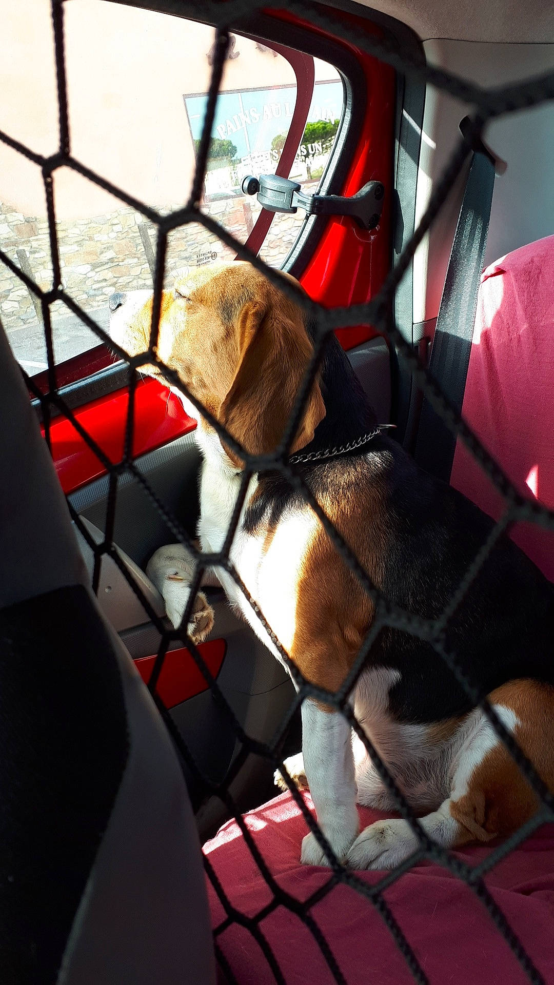 Popi a rejoint le concours — aidez-le/la à gagner de superbes lots ! canidae, carnivore, dog, dog_breed, fawn, glass, sporting_group, window