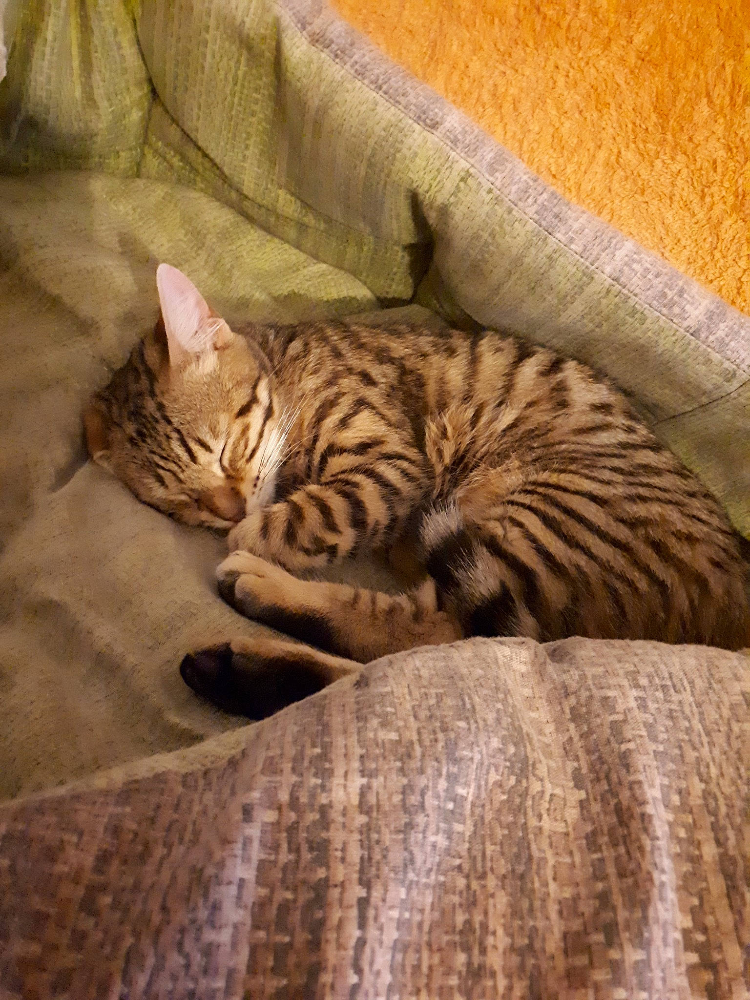 Smiley participe au concours pour gagner de l'argent avec cette photo : arabian_mau, asian, bengal, california_spangled, carnivore, cat, domestic_short_haired_cat, dragon_li, egyptian_mau, european_shorthair, felidae, mammal, nap, ocicat, pixie_bob, small_to_medium_sized_cats, tabby_cat, toyger, vertebrate, whiskers