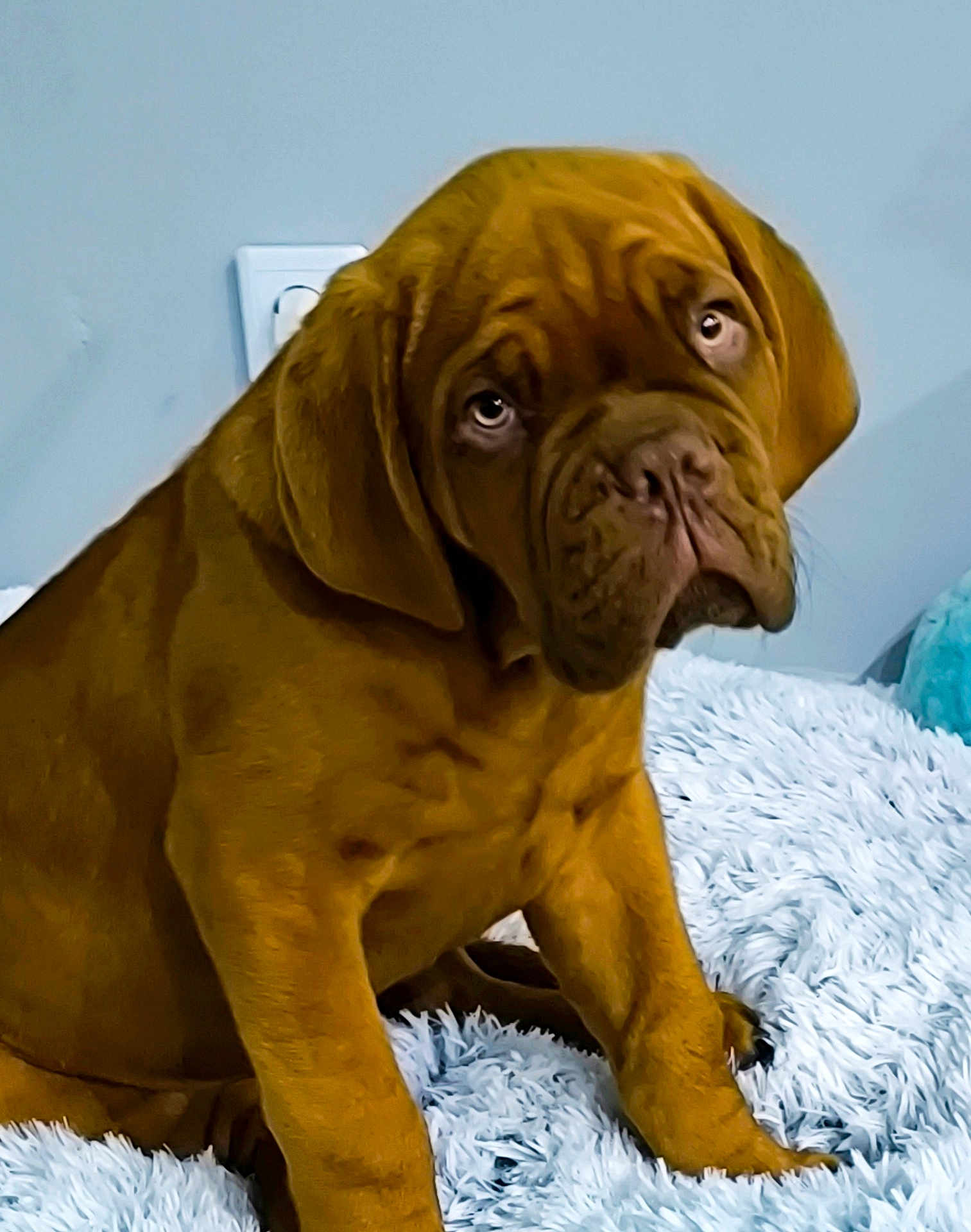 Hulk a rejoint le concours — aidez-le/la à gagner de superbes lots ! puppy, dog, brown_dog, sad_eyes, fluffy_blanket, indoor, pet, cute, sitting, young_dog, animal, fur, canine, portrait, companion, domestic_animal, bedroom, soft_texture, looking_up, expression