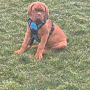 Hulk participe au concours pour gagner de l'argent avec cette photo : alone, animal, brown, canine, cute, daytime, dog, field, fur, grass, harness, leisure, mammal, nature, outdoor, pet, portrait, puppy, sitting, young
