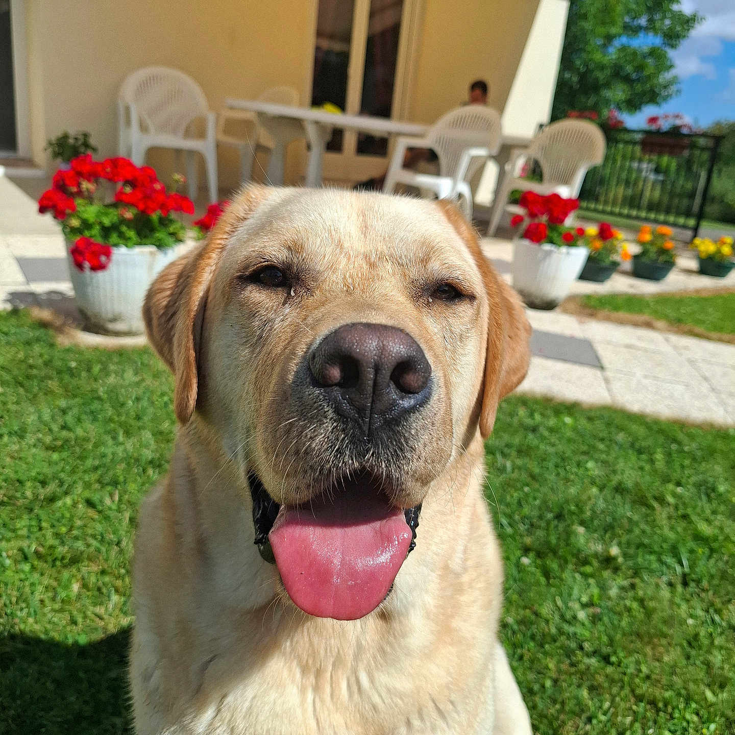 Tayko participe au concours pour gagner de l'argent avec cette photo : adult, animal, architecture, building, canine, chair, dog, flower, furniture, grass, jar, labradorretriever, outdoors, pet, plant, planter, pottedplant, pottery, shelter, vase