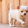 animal, cute, daylight, dog, ears, eye, face, fur, nose, outdoor, paw, pet, puppy, small, tail, walking, white, wooden_fence, wooden_floor, young