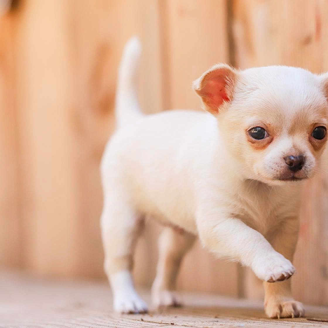 Ange participe au concours pour gagner de l'argent avec cette photo : animal, cute, daylight, dog, ears, eye, face, fur, nose, outdoor, paw, pet, puppy, small, tail, walking, white, wooden_fence, wooden_floor, young