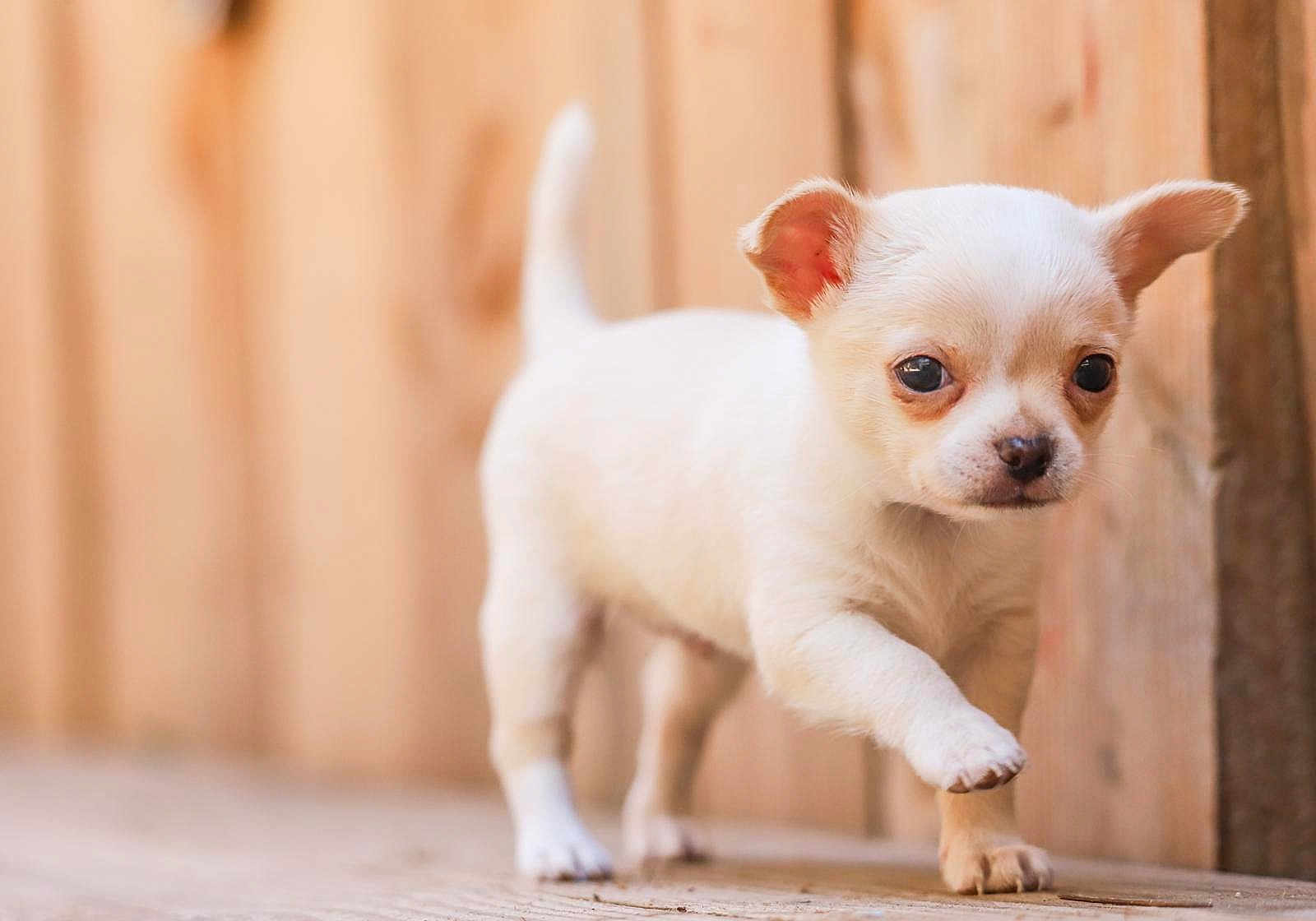 Ange participe au concours pour gagner de l'argent avec cette photo : animal, cute, daylight, dog, ears, eye, face, fur, nose, outdoor, paw, pet, puppy, small, tail, walking, white, wooden_fence, wooden_floor, young