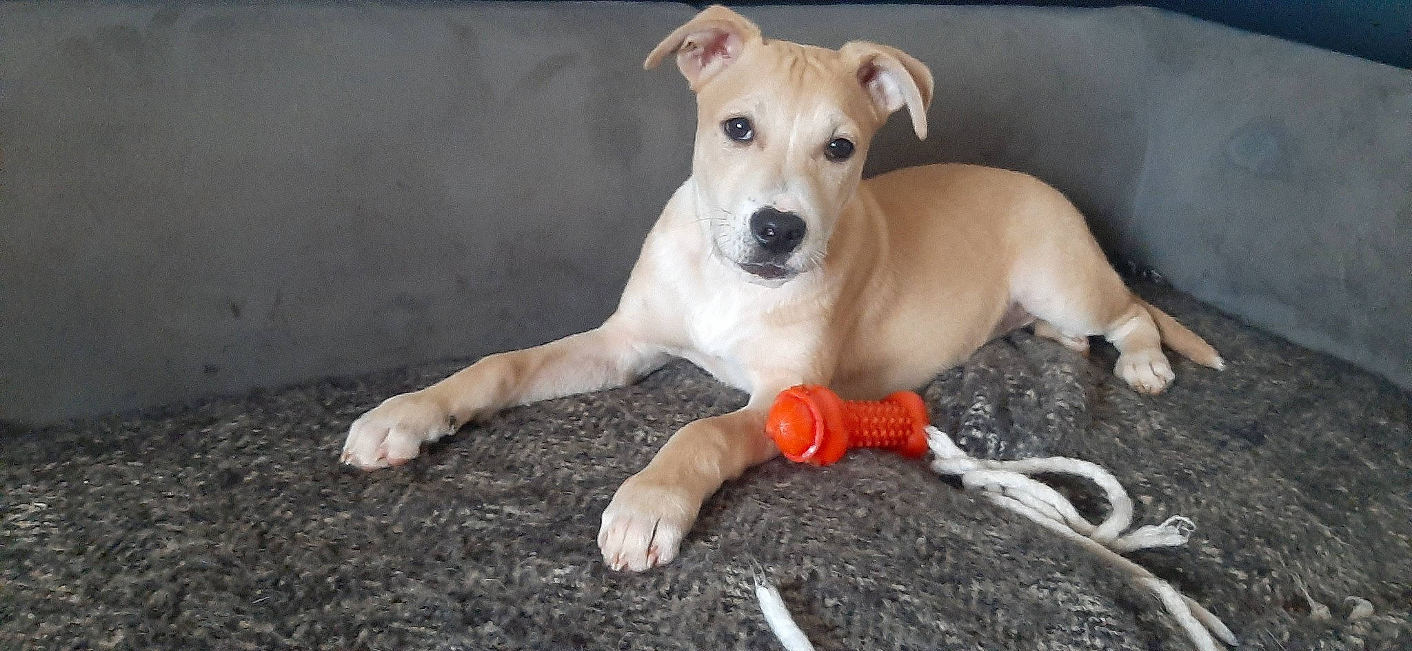 Django a rejoint le concours — aidez-le/la à gagner de superbes lots ! canidae, carnivore, collar, companion_dog, dog, dog_breed, dog_collar, dog_supply, dog_toy, fawn, kong, paw, pet_supply, snout, soil, sporting_group, tail, terrestrial_animal, toy, working_animal